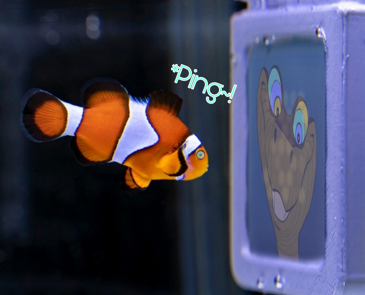 Hypnotizing Fish Fish hypnotized by cartoon show by cylas8337 on DeviantArt
