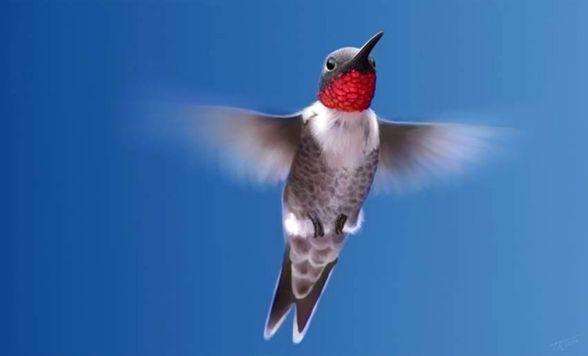 Ruby Throated Hummingbird Study