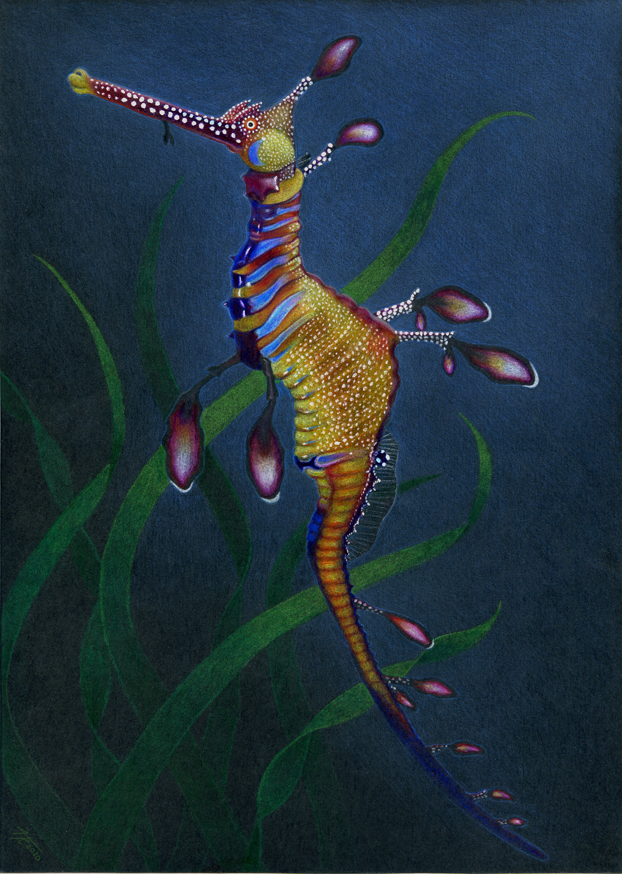 Weedy Sea Dragon By Tesskou On Deviantart