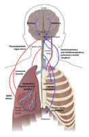 Mechanisms of Lung Control