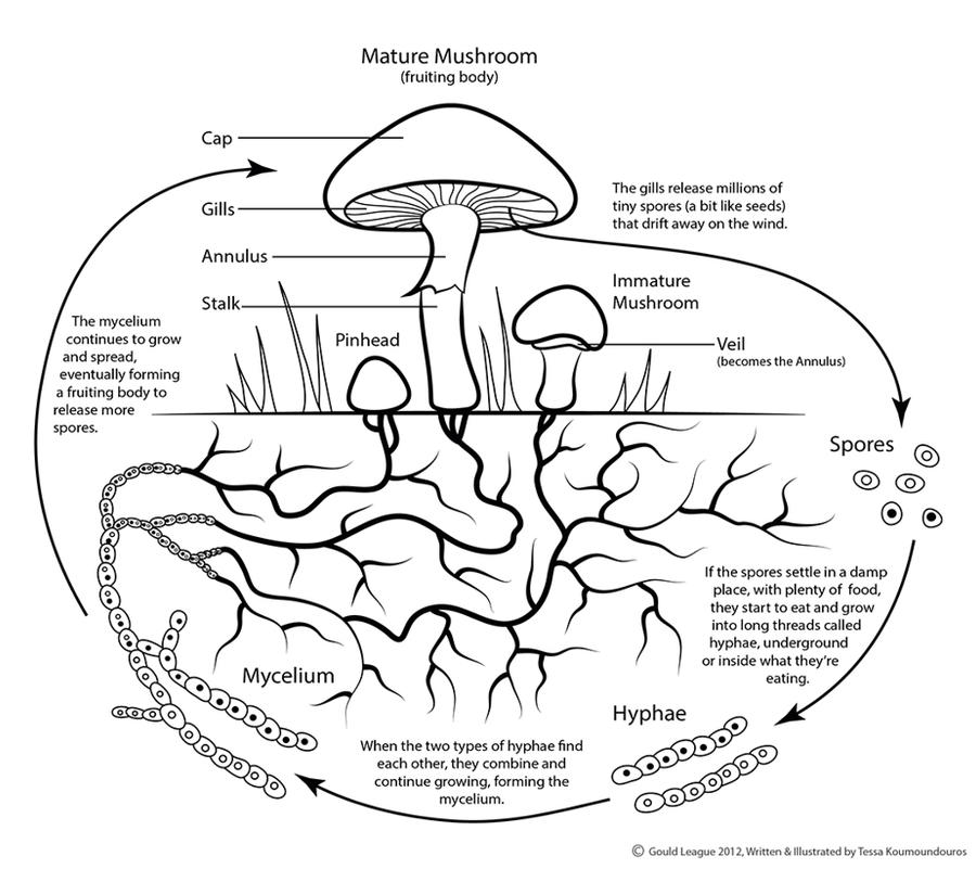 Mushroom Life Cycle