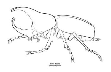 Rhino Beetle