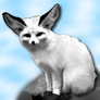 Flurry - siberian Fennec Fox