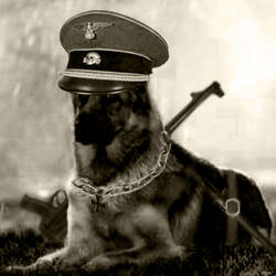 SS Dog