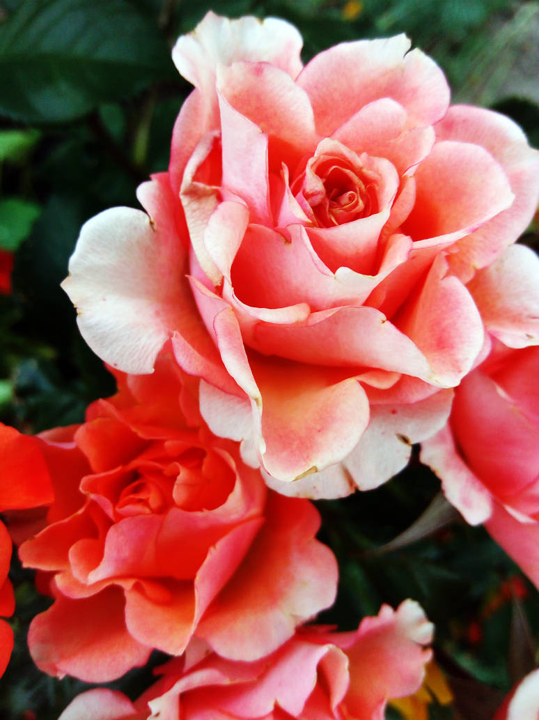 Pink Roses by Rabies-Lyssavirus on DeviantArt