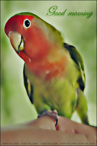 Iphone Bg Good Morning By Zhrt Alqmr On Deviantart