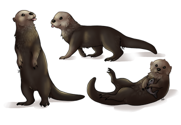 Otter commission
