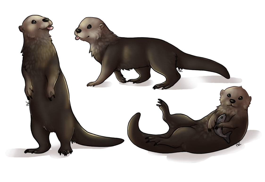 Otter commission