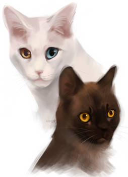 Two Thai Cats