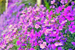 British Spring Flowers by jack2KIA