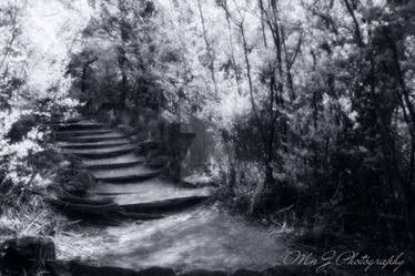 Mystical Forest Infrared Photography