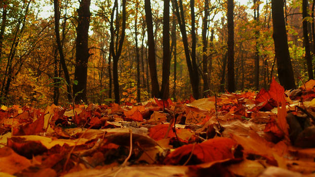 Forest of October I