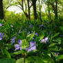 Vinca Major