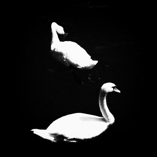 White Swans