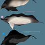 Butterfly Humpback Dolphin Designs for Shiverdam