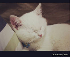 Cute Cat ,,