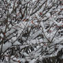 Frozen Branches