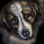Dog painting (Fulga)