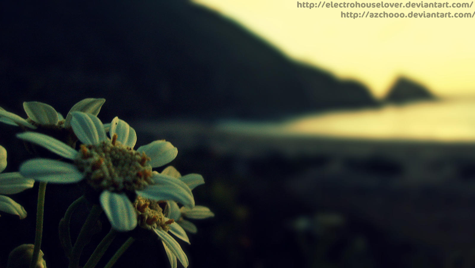 white flowers