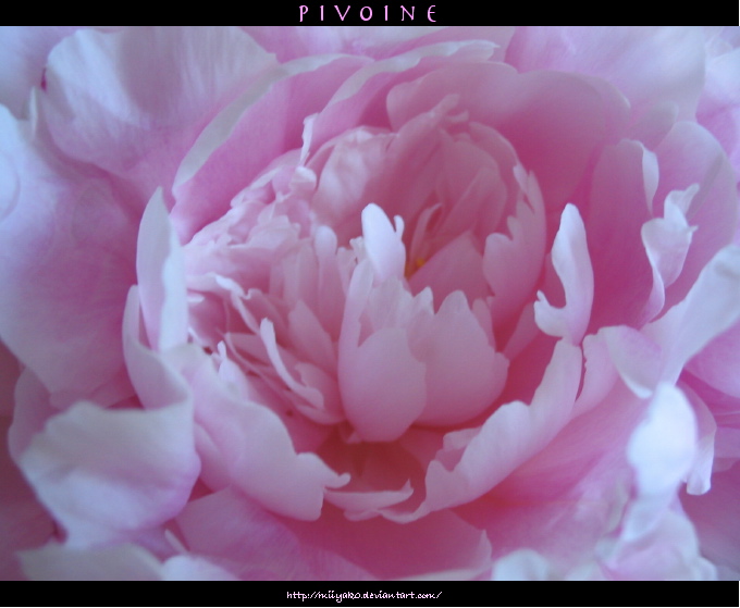 Pivoine