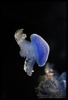 Australian Spotted Jellyfish I