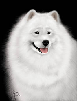 Samoyed