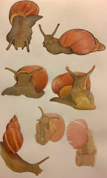 Snail studies
