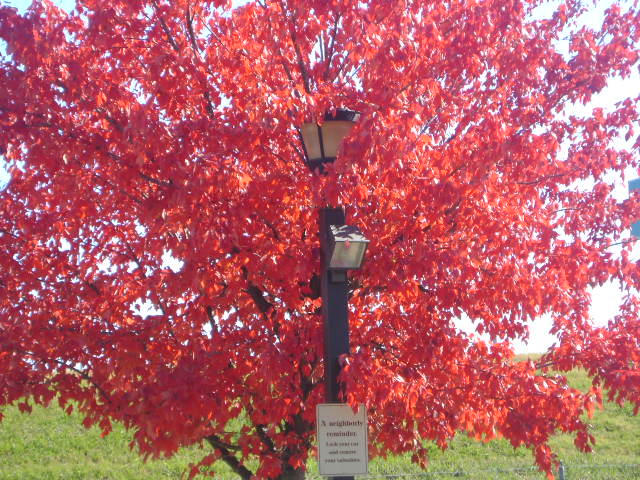 Rojo tree by Lonelyisonlyastate on DeviantArt