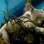 Edinburgh Zoo: Koala