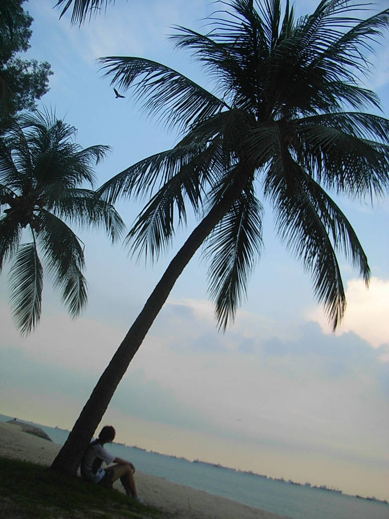 Under a Palm Tree