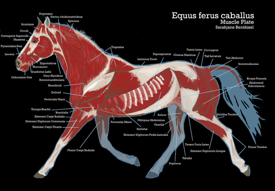 Horse Muscle Plate