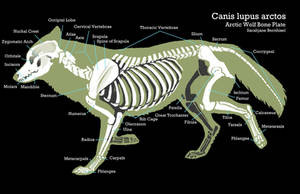 Wolf Bone Plate