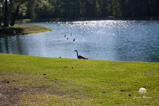 Geese at the Lakeside 7
