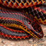 Rainbow Snake II