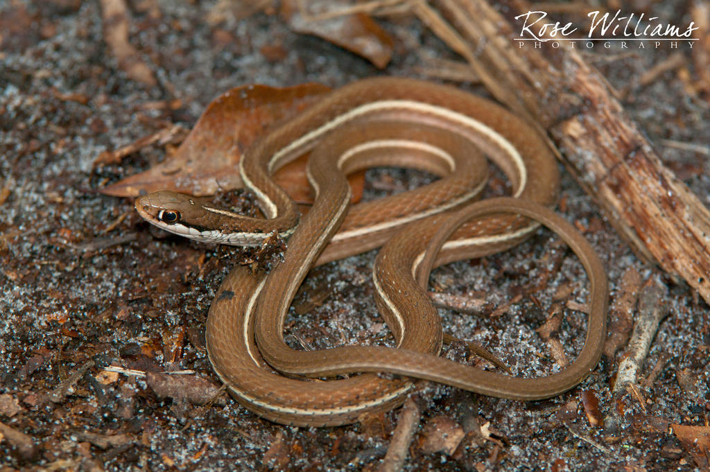 Southern Ribbon Snake by crimsonrose2 on DeviantArt