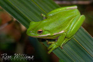 Green Treefrog