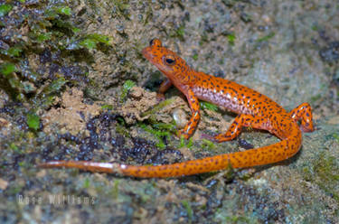 Cave Salamander