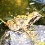 Frog 1