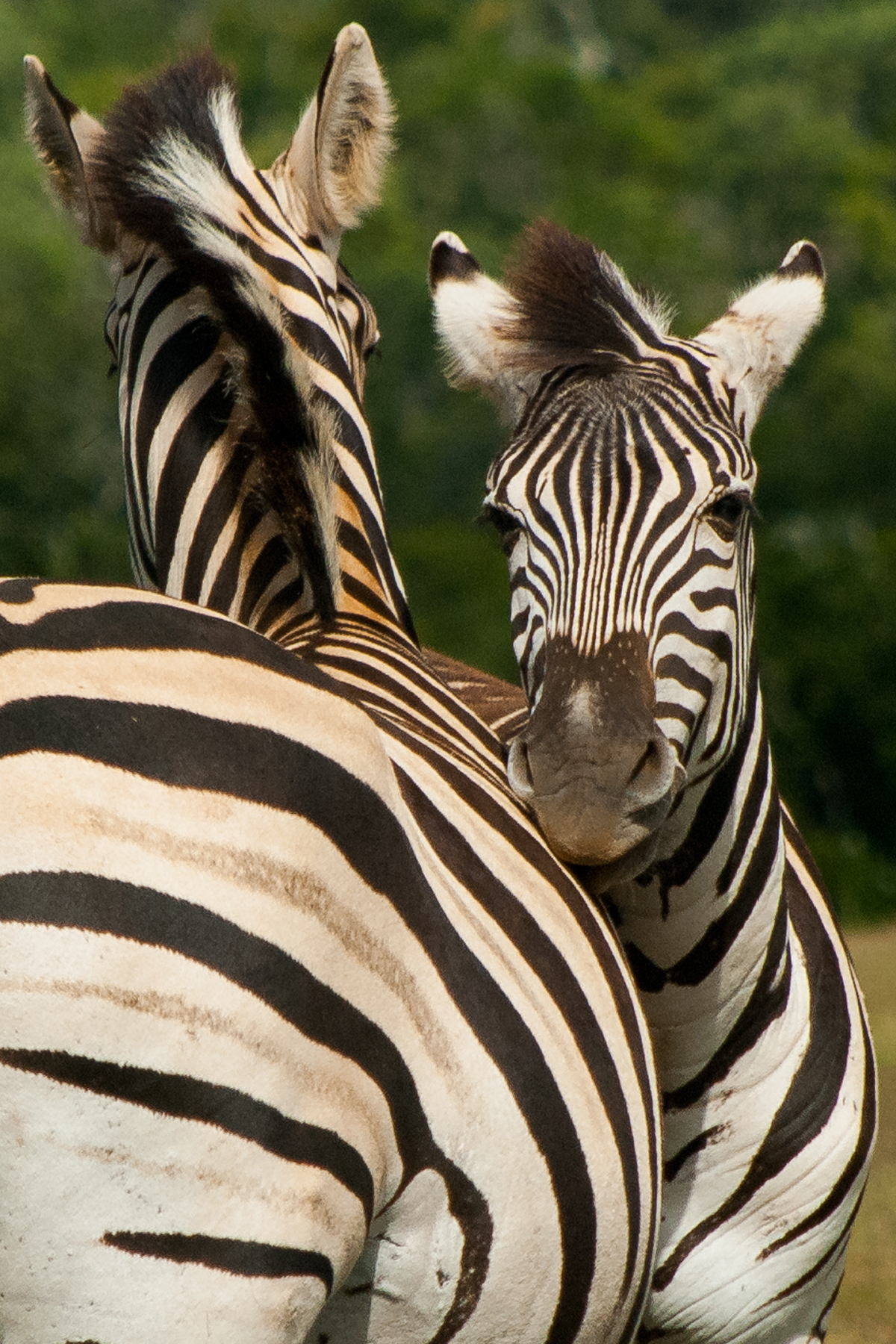 Zebras