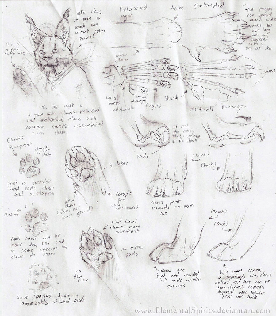 Paw Tutorial Feline Paw Tutorial by ElementalSpirits on DeviantArt