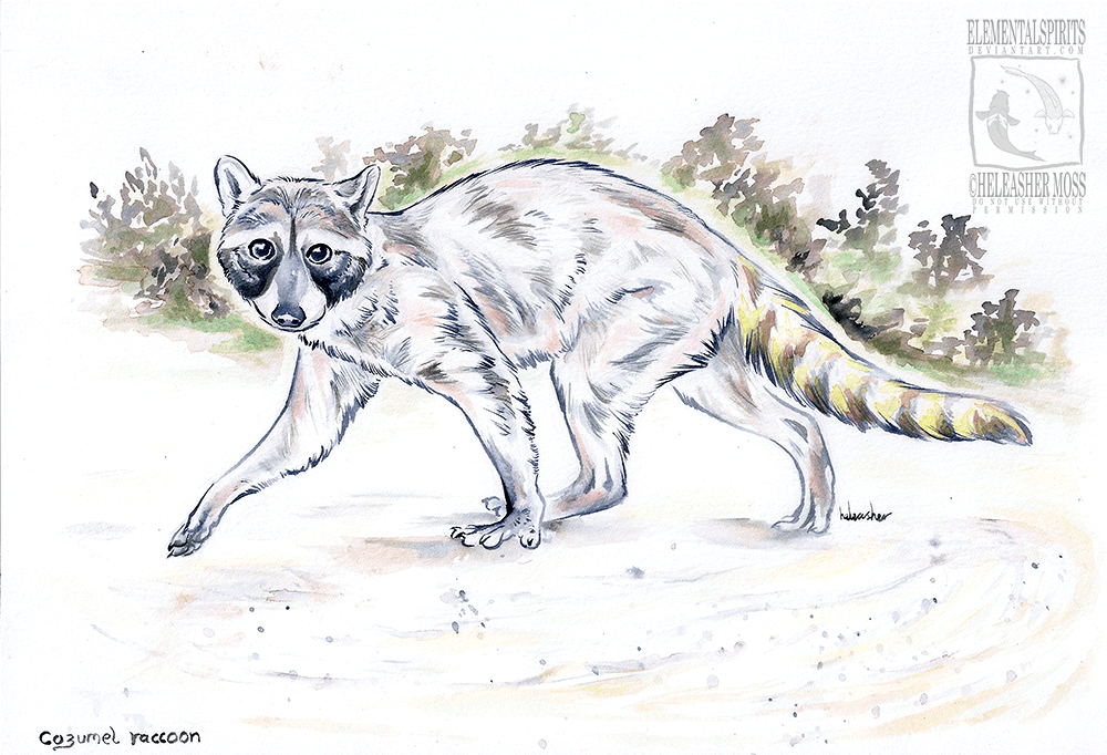 Cozumel Raccoon - Inktober