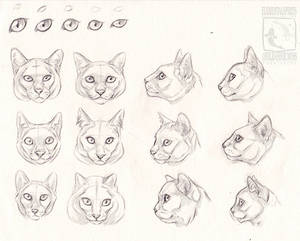 Cat Studies