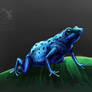 Poison Dart Frog