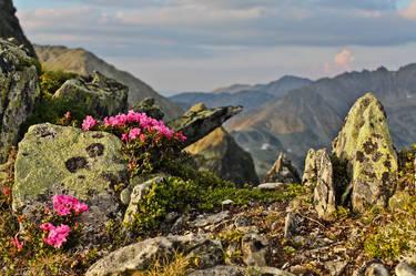 Rhododendron