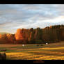 Sunny field
