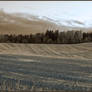 Winterland w