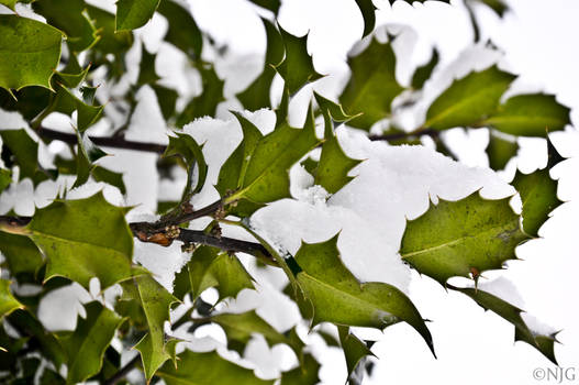 spiking through the snow.