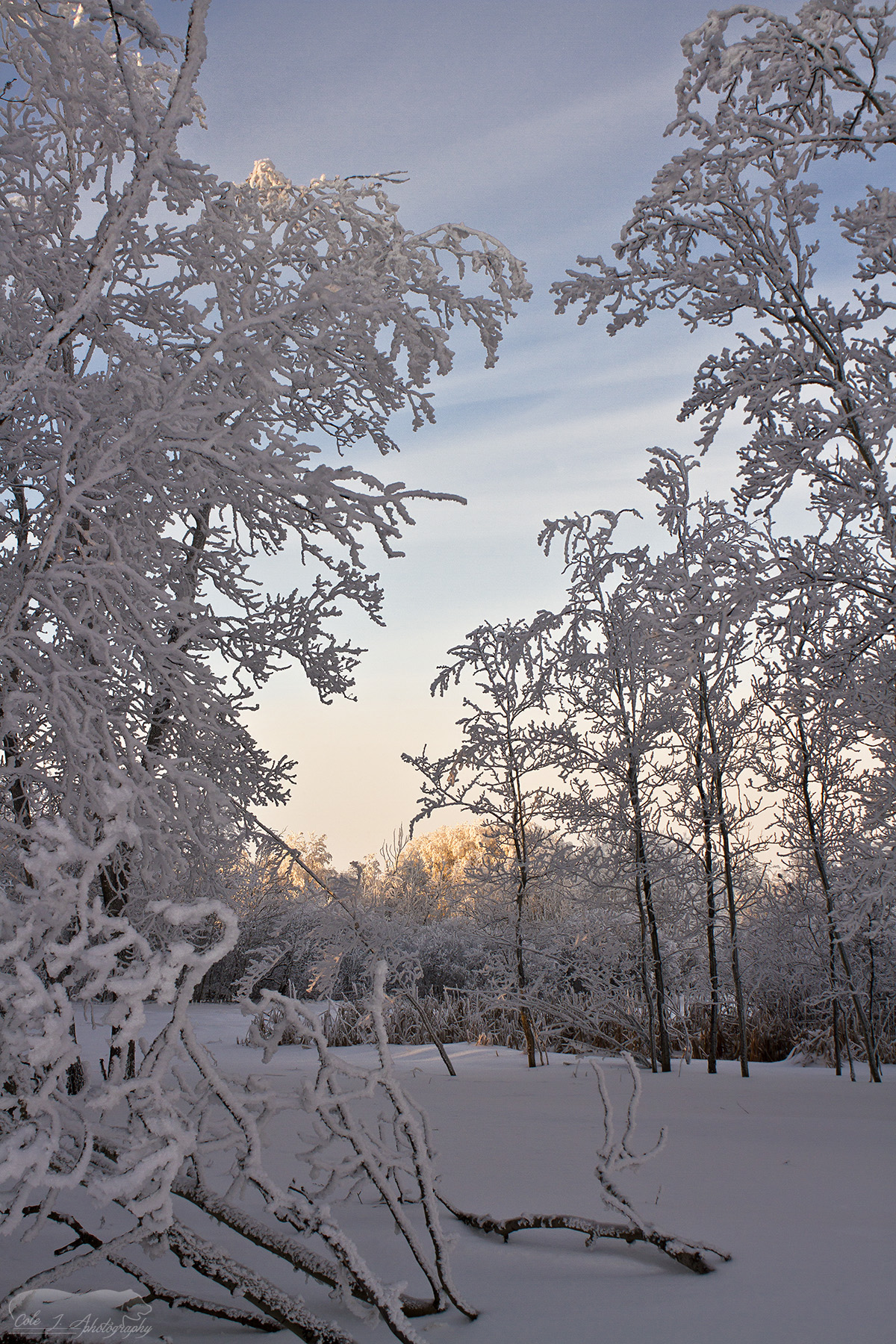 Frosty Days