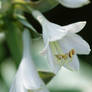 White Bells