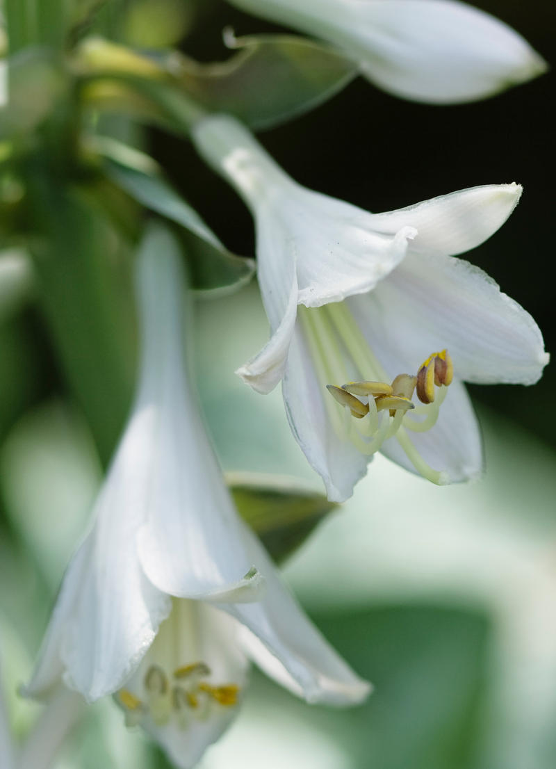 White Bells